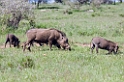 Serengeti Warthog00